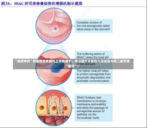 “减肥神药”司美格鲁肽国内上市热潮下，押注国产平替的九源基因为何二级市场“遇冷”？