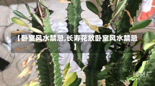 【卧室风水禁忌,长寿花放卧室风水禁忌】