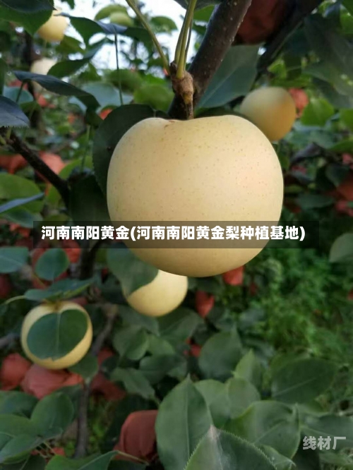 河南南阳黄金(河南南阳黄金梨种植基地)