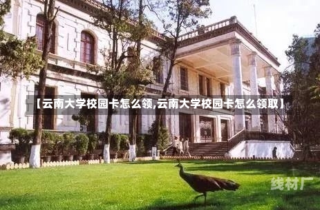 【云南大学校园卡怎么领,云南大学校园卡怎么领取】