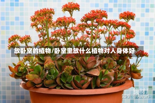 放卧室的植物/卧室里放什么植物对人身体好