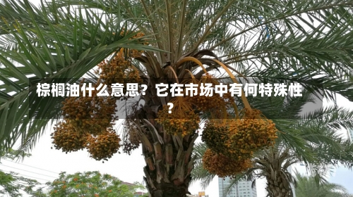 棕榈油什么意思？它在市场中有何特殊性？