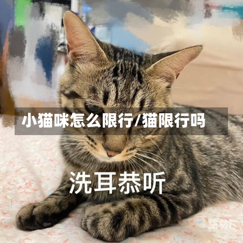 小猫咪怎么限行/猫限行吗