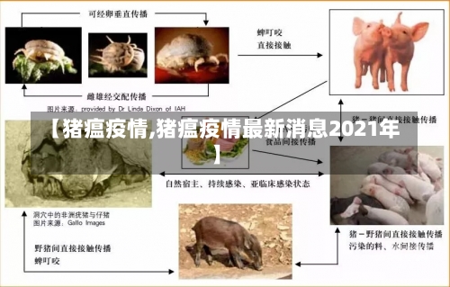 【猪瘟疫情,猪瘟疫情最新消息2021年】