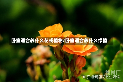 卧室适合养什么花或植物/卧室适合养什么绿植