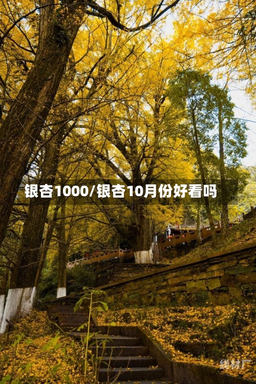 银杏1000/银杏10月份好看吗